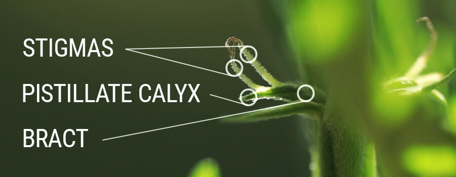 Stigmas Pistillate Calyx und Hochblatt Stigmas Pistillate Calyx und Hochblatt