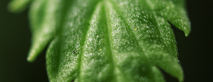Broad Milben Hautnah In Cannabis Leaf