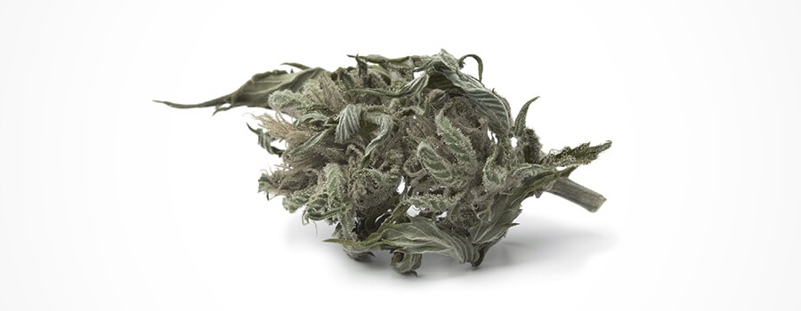 Cannabis-Verfärbung