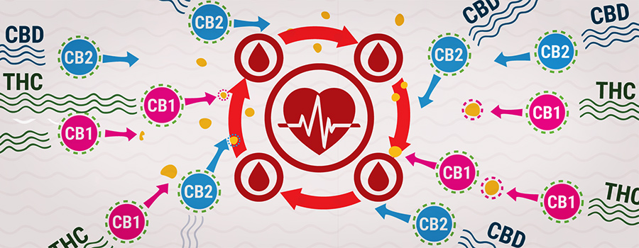 Cb1 Und Cb2 Mit Thc Und Cbd Interaktions-blutdruck