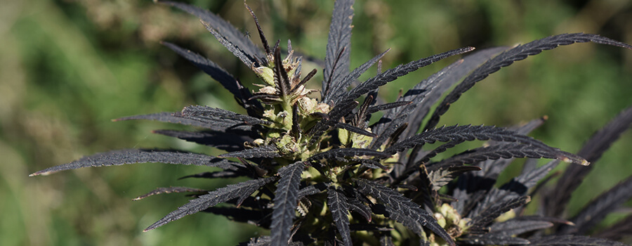 Die Temperaturen Sind Zu Kalt Cannabis Die Temperaturen Sind Zu Kalt Cannabis