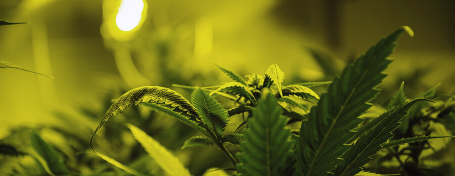 Die Optimale Lichtmenge Für Cannabispflanzen
