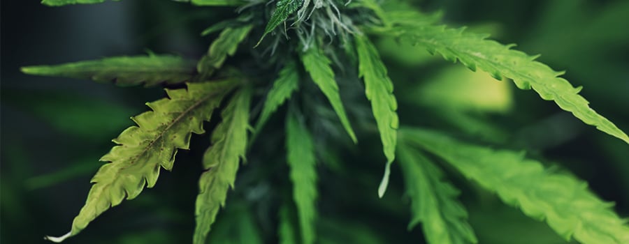 Cannabis Pflanze Mit Breitem Milbenbefall