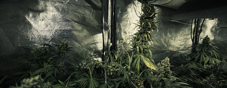 Wachsen Sie Gleichzeitig Verschiedene Cannabis-sorten Im Selben Raum Wachsen Sie Gleichzeitig Verschiedene Cannabis-sorten Im Selben Raum
