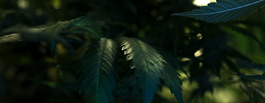 Kühle Temperatur Für Wachsenden Cannabis