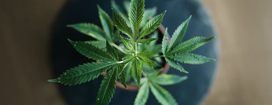 Ruderalis Cannabispflanze