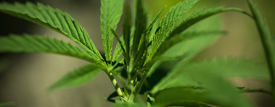 Klonen Autoflowering Sorten Cannabis