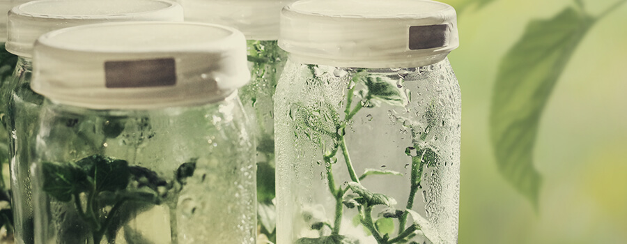 Mikropropagation Cannabis