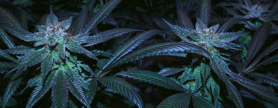 Wie Autoflowering Cannabis-stämme Klonen