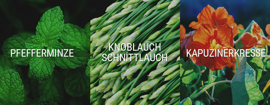 Minze, Knoblauch Schnittlauch und Kapuzinerkresse Companion Cannabis Pflanzen Minze, Knoblauch Schnittlauch und Kapuzinerkresse Companion Cannabis Pflanzen