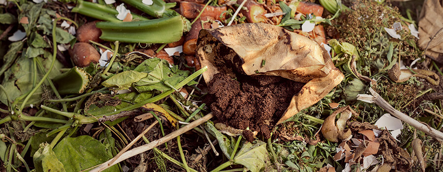 Kaffeesatz im Kompost für Cannabis-Anbau