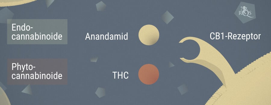 Anandamid Und Cannabis