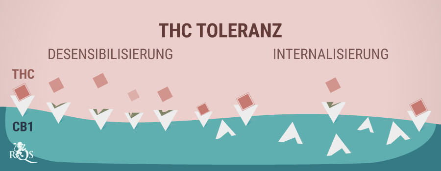 THC Toleranz THC Toleranz
