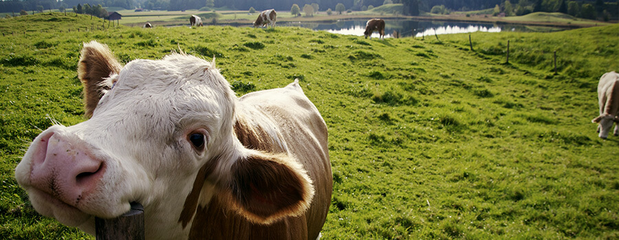 Glückliches Gras-gefüttertes Rindfleisch