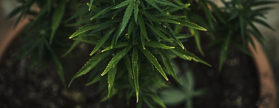 Nährstoffsperrung Cannabis-Pflanze