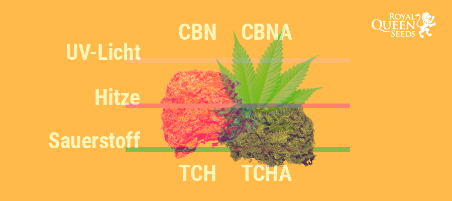 THCA, CBNA, CBD, THC THCA, CBNA, CBD, THC