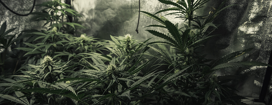 Wachsen Mehrerer Verschiedener Cannabis-pflanzen Wachsen Mehrerer Verschiedener Cannabis-pflanzen