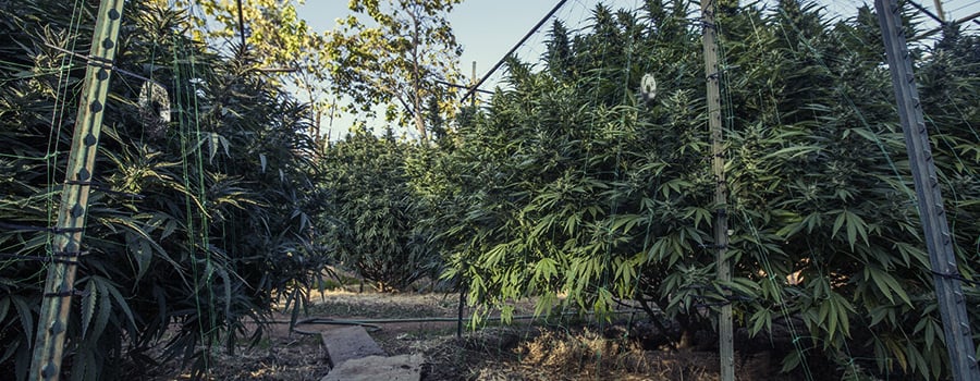 Cannabis-Plantage im Freien für Vögel