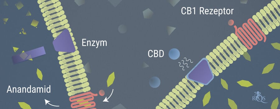 Anandamid Und CBD