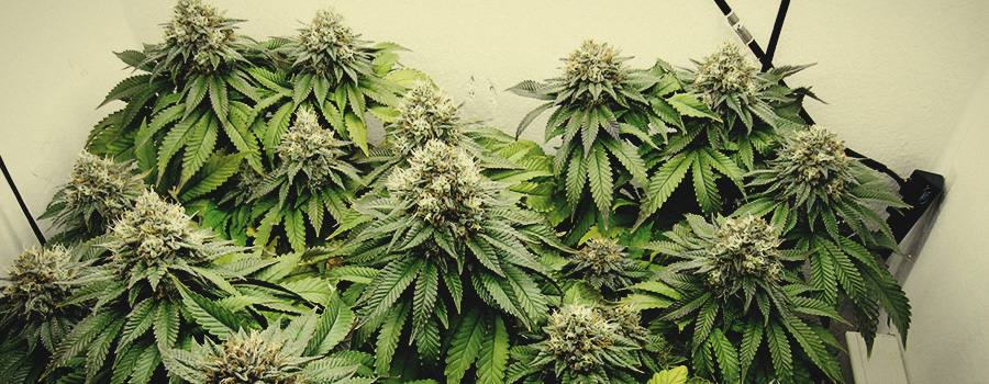 Euphoria Royal Queen Seeds Euphoria Royal Queen Seeds