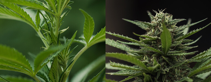 Cannabispflanze, Die Blüht