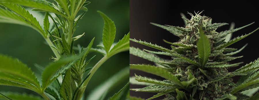 Cannabispflanze, Die Blüht Cannabispflanze, Die Blüht