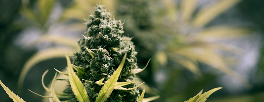 Blütezeit Cannabis