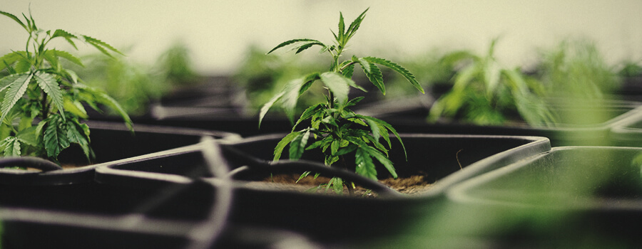 Cannabis Fertigation System für den Innenbereich