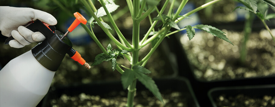Bittersalz für Cannabis Bittersalz für Cannabis