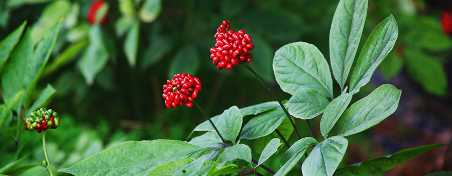 Humulen Terpen Ginseng und Cannabis