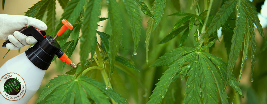 how to use neem oil cannabis how to use neem oil cannabis