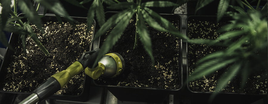 Spüle Cannabispflanzen Spüle Cannabispflanzen