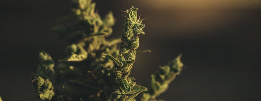 Was ist Foxtailing Weed? Was ist Foxtailing Weed?