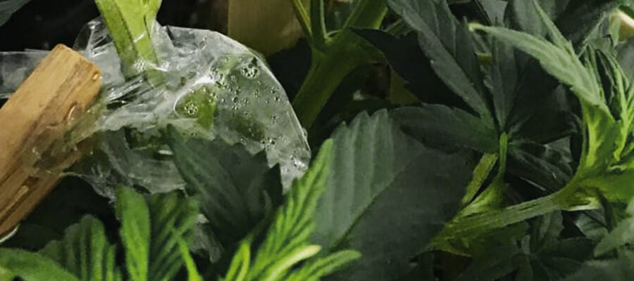 Cannabis Pflanzentransplantation