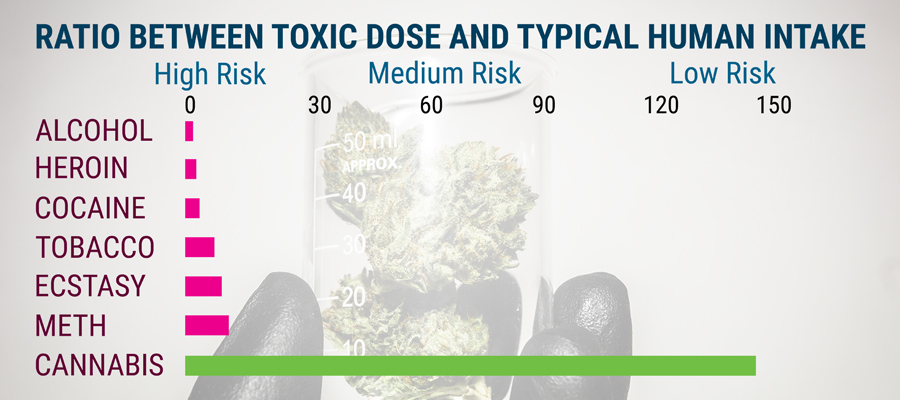 Wissenschaft Cannabis Studie Toxizität Wissenschaft Cannabis Studie Toxizität