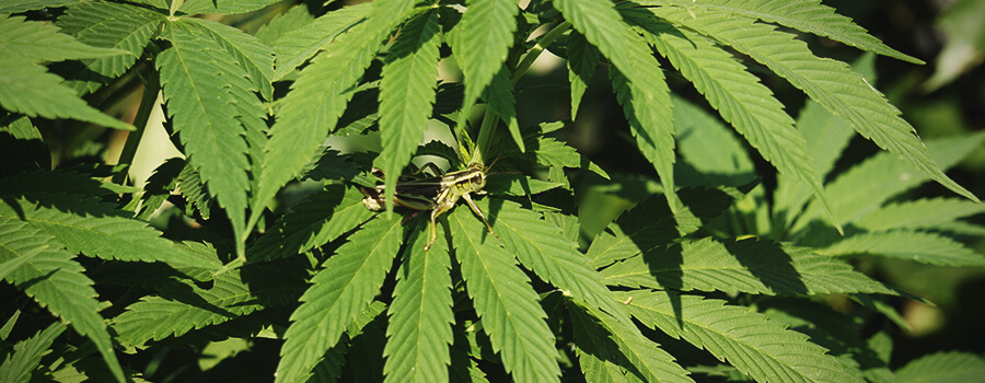 Heuschrecken Cannabisanbau Heuschrecken Cannabisanbau