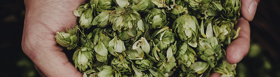 Hops Hops
