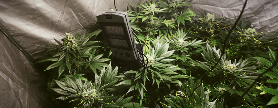 Temperatur Luftfeuchtigkeit Cannabis Temperatur Luftfeuchtigkeit Cannabis