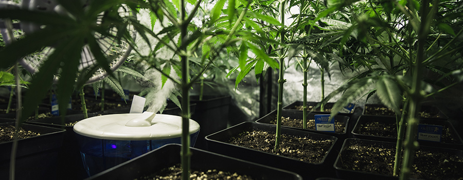 Feuchtigkeit Cannabis Feuchtigkeit Cannabis