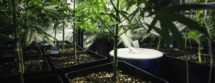 Luftfeuchtigkeit und Temperatur Cannabis Anbau Luftentfeuchter Luftfeuchtigkeit und Temperatur Cannabis Anbau Luftentfeuchter