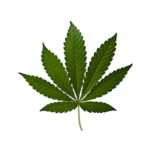 Indica Cannabis Leaf