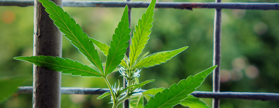 Cannabis-Pflanze in einem Balkon