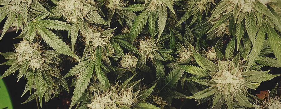 Kali Dog Royal Queen Seeds Kali Dog Royal Queen Seeds