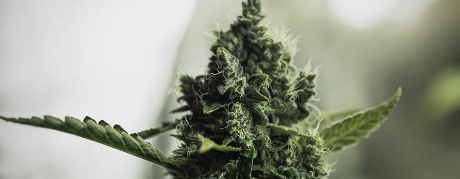 Cannabis In Voller Blüte