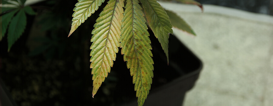 Blattseptoria Blattdürre Cannabis