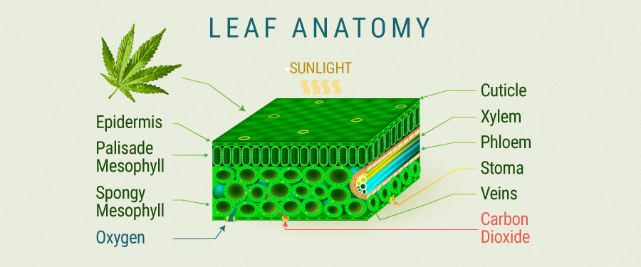 Blattanatomie Cannabis