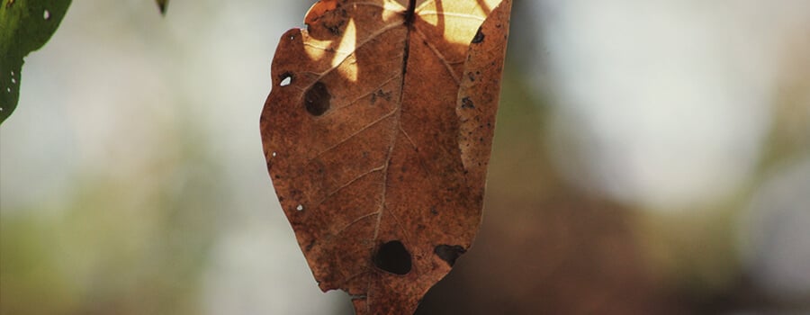 Alternaria-Pilz auf Blatt