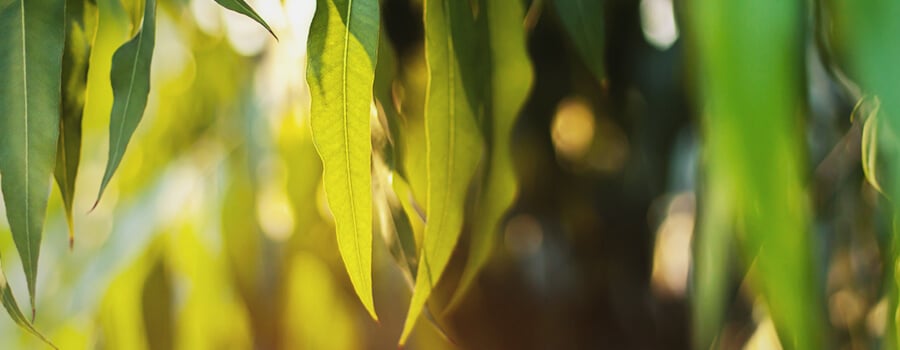 Eucalyptol Verlässt Terpen