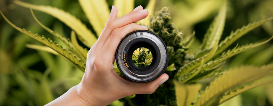 Kamera-Setup Objektive Cannabis Fotografie