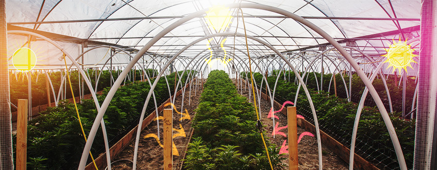 Seitenbeleuchtung Cannabis-Gewächshaus